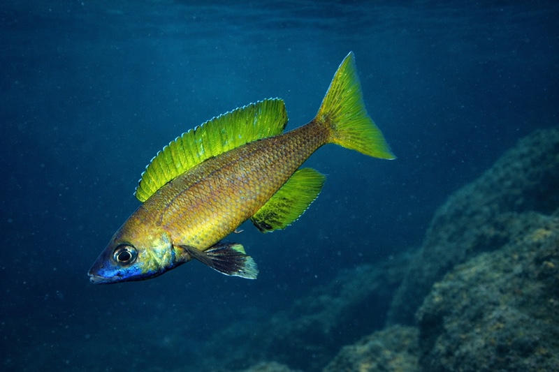 Cyprichromis sp. 'brilliant jumbo' (Speckleback Moba)
